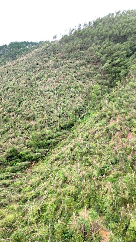 Nguy cơ cháy rừng cao do hàng trăm ha keo gãy đổ chậm xử lý