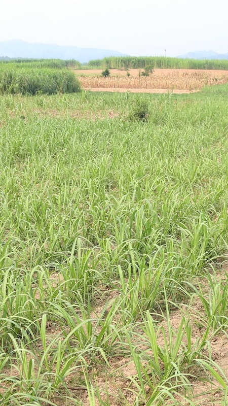Khó chuyển đổi cây trồng trong vùng thiếu nước vụ hè thu