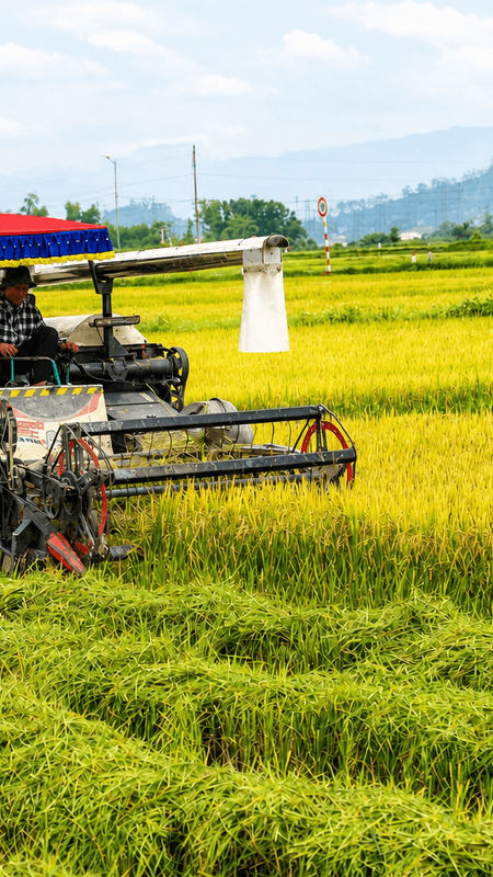 Rộn ràng máy gặt trên những cánh đồng lúa Hè Thu ở Nghệ An