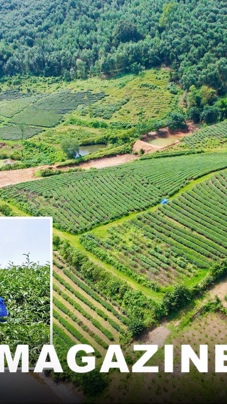 Đảm bảo hài hòa lợi ích của người trồng chè Kim Bảng