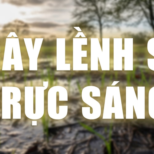 Truyện ngắn: Cây Lềnh si rực sáng