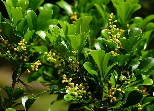 Đọc truyện đêm khuya: “Cây Ngâu của bố tôi”