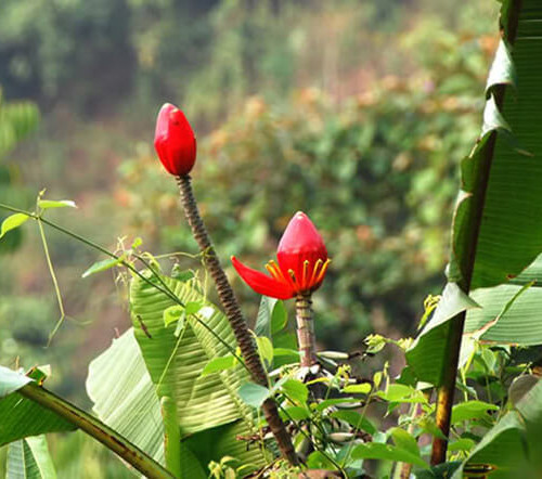 Đọc truyện đêm khuya: Bông chuối rừng