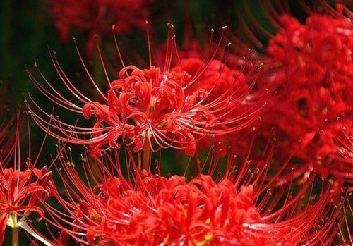 Truyện ngắn: Rừng mã sa hoa đỏ