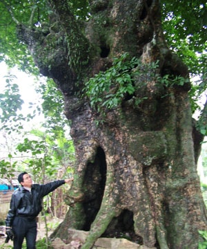 5 cây thị cổ ở Nghi Thịnh cần được bảo tồn