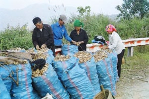 Gừng Kỳ Sơn "trúng lớn" !