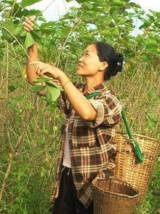 Con tằm ở bản Hoa Tiến