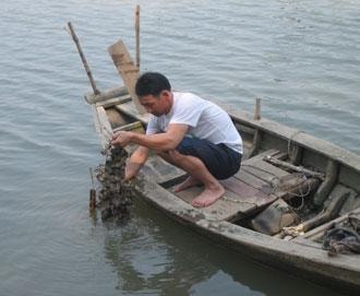 Giàu lên nhờ nuôi hàu