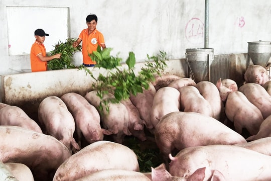 Giá lợn hơi hôm nay 24/10/2024: Giảm xuống dưới mốc 60,000 đồng/kg