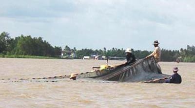 Cá linh, mùa di cư