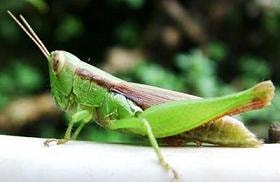 Châu chấu chiên -  món ăn độc đáo ở xứ sở hoa Chăm Pa