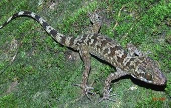 Phát hiện thêm loài thằn lằn đặc hữu của Việt Nam