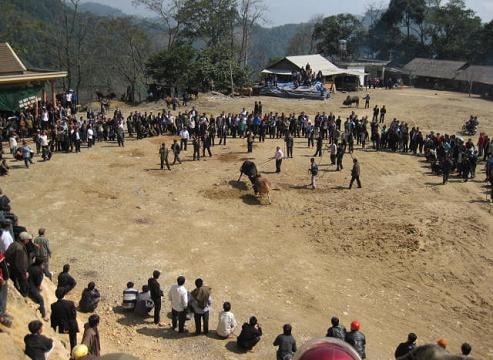 Lễ hội chọi bò ở Kỳ Sơn