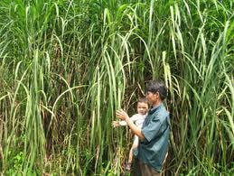 Mở rộng diện tích trồng cỏ phục vụ chăn nuôi bò sữa