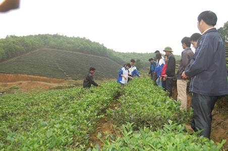 Anh Sơn: Quy hoạch bền vững vùng nguyên liệu chè