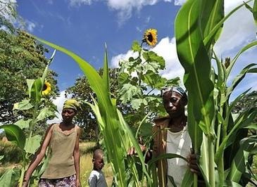 FAO: Cân bằng giới giúp giảm đói nghèo