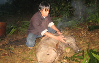 Quế Phong: Trâu bò chết hàng loạt vì trời rét