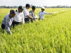 Quy hoạch sử dụng đất lúa toàn quốc đến năm 2020