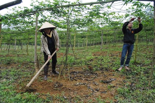 Làm kinh tế từ cây chanh leo: Cần có định hướng phù hợp