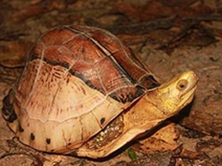 Phát hiện môi trường sống của loài rùa quý hiếm ngoài thiên nhiên