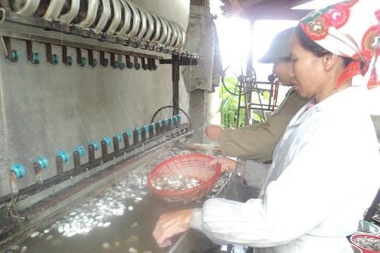 Động lực phát triển nghề trồng dâu nuôi tằm