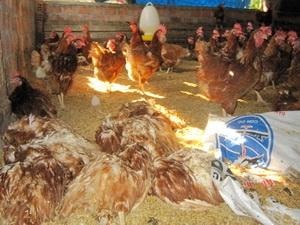 Mất 10 năm mới diệt được virus cúm A ở Việt Nam