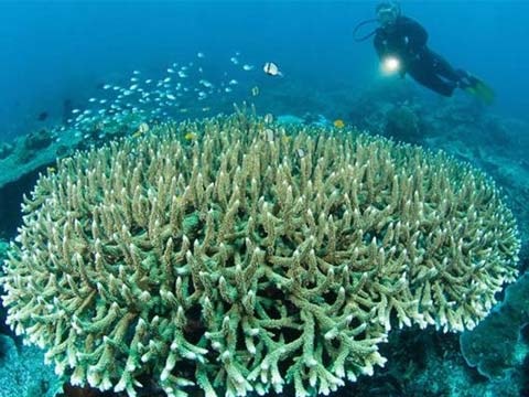 Lời nhắc nhở nhân Ngày trái đất 2011