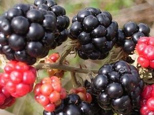 Quả việt quất là "vũ khí" mới chống bệnh béo phì