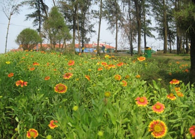 Cửa Lò - Mùa hoa cúc biển