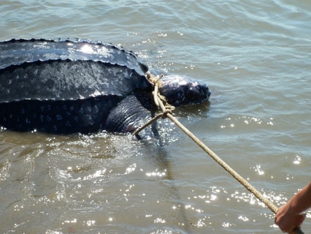 Một ngư dân Quỳnh Lưu phát hiện con rùa quý hiếm