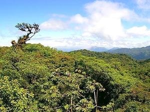 Thế giới mất 13 triệu hécta rừng nhiệt đới mỗi năm