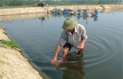 Người nuôi tôm lao đao vì dịch đốm trắng