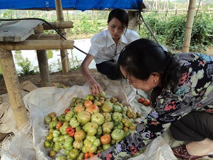 Tương Dương: Tập trung thực hiện chương trình xây dựng nông thôn mới