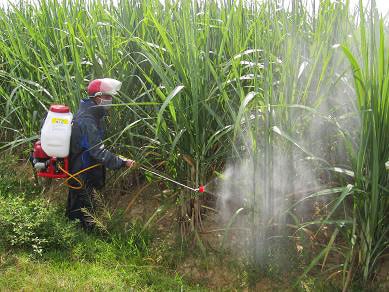 Xây dựng vùng nguyên liệu mía bền vững ở Nhà máy đường Sông Con