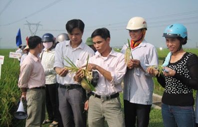 Yên Thành: Hội thảo đầu bờ mô hình khảo nghiệm các giống lúa mới