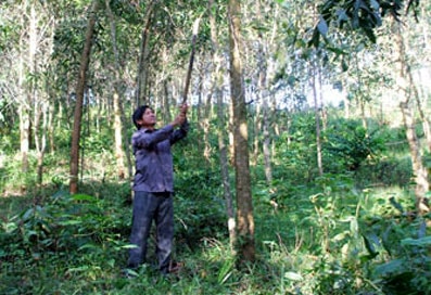 Con Cuông trồng rừng thay thế làm nương rẫy