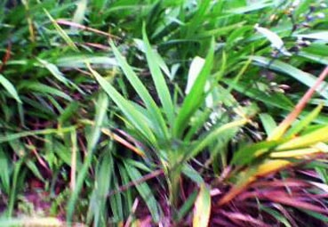 Quỳ Châu nhân rộng mô hình trồng cây rễ hương