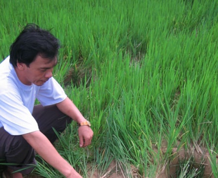 Kỳ 3: Voi rừng Pù Mát và những giải pháp bảo tồn