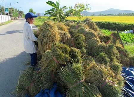 Được mùa vụ xuân - nhìn từ cơ cấu giống