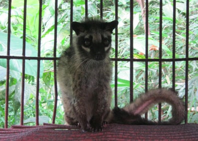 Kỳ 13: Nan giải việc ngăn chặn nạn bẫy thú trong VQG Pù Mát