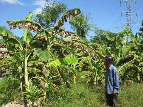 Lò gạch thủ công và những tác động tiêu cực: Kỳ 1: Khói, bụi và những hệ lụy!