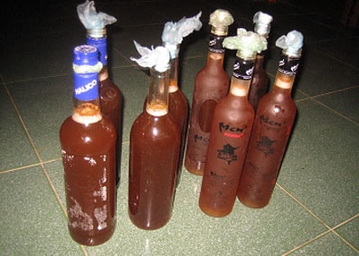 Săn mật ong rừng