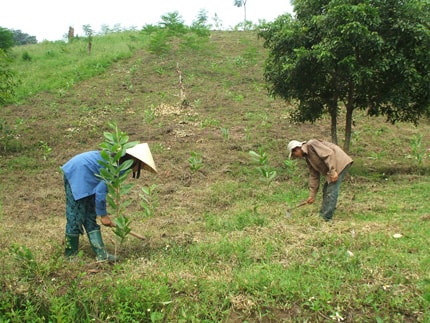 Hiệu quả luân canh trên đất nương rẫy