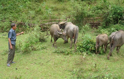Xã Châu Hạnh (Quỳ Châu): Bệnh tụ huyết trùng có khả năng tái phát ở đàn trâu