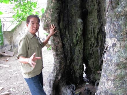 5 cây thị cổ ở Nghi Thịnh (Nghi Lộc- Nghệ An) được công nhận là Cây di sản Việt Nam