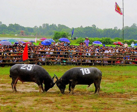 Lễ hội chọi trâu: Tinh thần thượng võ xứ Nghệ