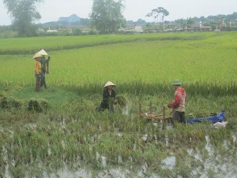 "Xanh nhà hơn già đồng"