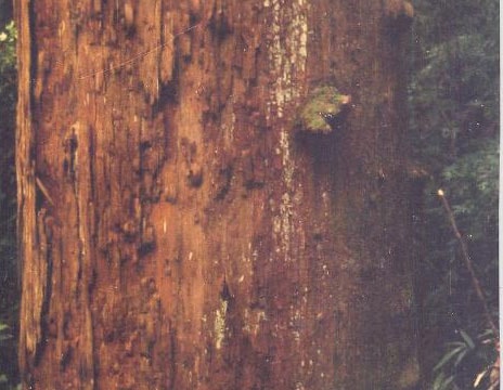 Cần nghiên cứu lại việc bảo vệ vùng rừng đầu nguồn Quế Phong