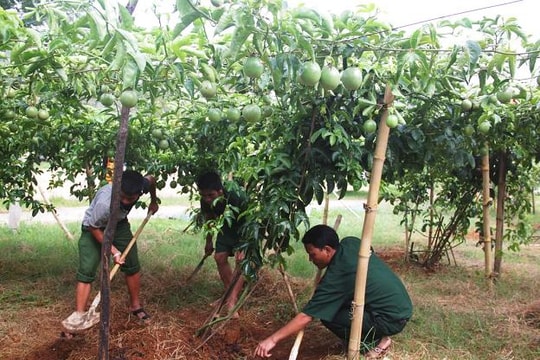 Hiệu quả mô hình thí điểm chanh leo ở Tri Lễ