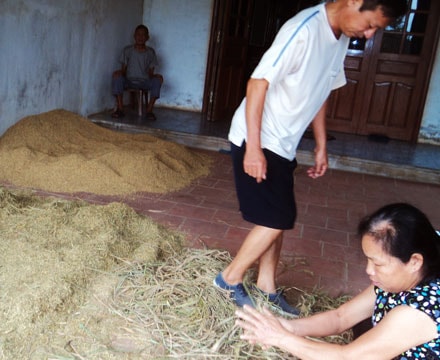 Đô Lương: thu hoạch được 50% diện tích lúa hè thu chạy lụt